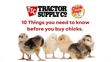 does tractor supply have baby chicks|tractor supply chick days 2024.